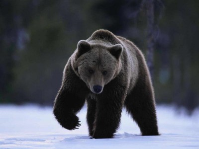 Oso_Negro-6248191280.jpg