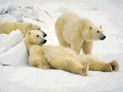 polar-bear.jpg