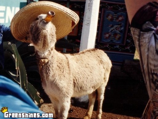burra majorera