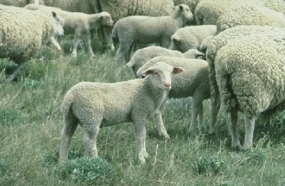 Corderas dispuestas a perpetuar los genes de sus madres y producir leche y carne durante 10 años o más.